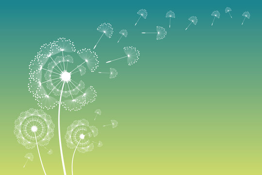 Vector illustration of dandelion time. Beautiful realistic Dandelion seeds blowing in the wind. The wind inflates a dandelion isolated in an editable evening background.