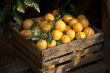 Vibrant Oranges in Rustic Crate