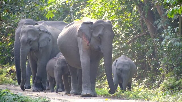 Elephant herd comprising pregnant females and baby elephants crossing the safari track at Kaziranga National Park in Assam, India