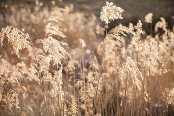 Fluffy grass backlit growing in waterway