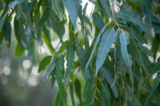 Green texture of gum leaves