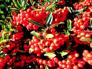 Red Hedgeberries