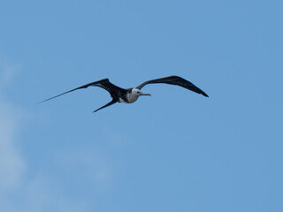 Fregatvogel