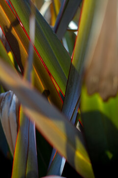 Afternoon sun through flax plant