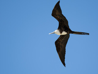 Fregatvogel