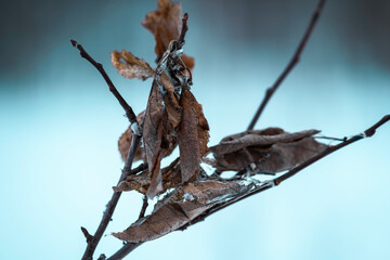 Dry aspen leaves on the branches. Autumn sadness, the last touches of autumn. Waiting for winter.