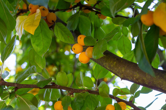Golden crab apples growing on tree