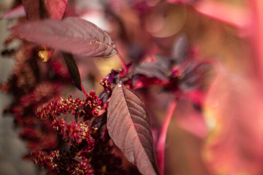 purple leaves of amaranthus shrub