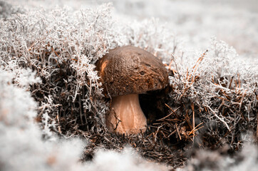 Growing boletus in soft moss of pine forest. Atmosphere of forest fairy tale and magic.