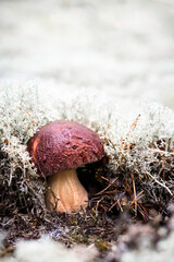 Boletus mushroom with strong stem grows in pine forest. The beauty of nature is in the details.