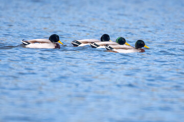 A group of ducks swimming in a line on the lake 