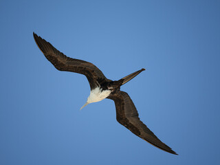 Fregatvogel