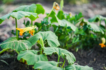 a wilted squash plant in the garden 