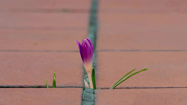 Time Lapse, A delicate crocus poking through the tiles is a symbol of the power of nature and hope. The purple flower grows straight out of the crack between the brick slabs.