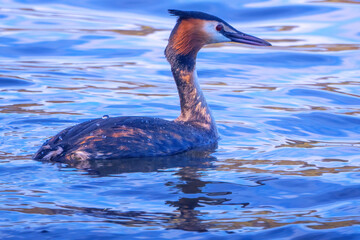 great crested grebe on the lake in cornwall 