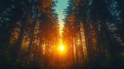 Forest path sunset sunbeam