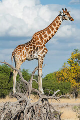 Obraz premium Giraffe standing on a withered branch in the wild Generative AI