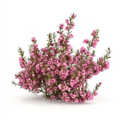 Realistic 3D Icon Cartoon of a Tiny Cluster of Heather Blossoms in Spring isolated on clear white background