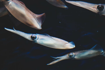 Squid swimming in an aquarium