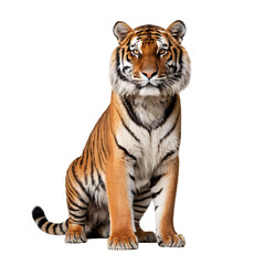 Obraz premium Majestic Full-Body Tiger Portrait with Striking Stripes, Piercing Yellow Eyes, Powerful Stance, Detailed Fur, High Contrast, Studio Lighting, White Background, Realistic 4K Wildlife PNG
