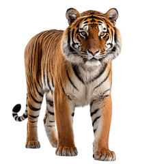 Fototapeta premium Majestic Full-Body Tiger Portrait with Striking Stripes, Piercing Yellow Eyes, Powerful Stance, Detailed Fur, High Contrast, Studio Lighting, White Background, Realistic 4K Wildlife PNG