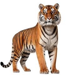 Obraz premium Majestic Full-Body Tiger Portrait with Striking Stripes, Piercing Yellow Eyes, Powerful Stance, Detailed Fur, High Contrast, Studio Lighting, White Background, Realistic 4K Wildlife PNG