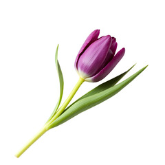 Fototapeta premium one purple tulip on a long stem with green petals in png format.