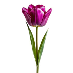 one purple tulip on a long stem with green petals in png format.
