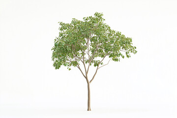 Lush Green Tree Isolated Background