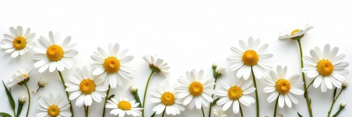 Delicate chamomile blooms arranged in artful collage on pure white , soft, green