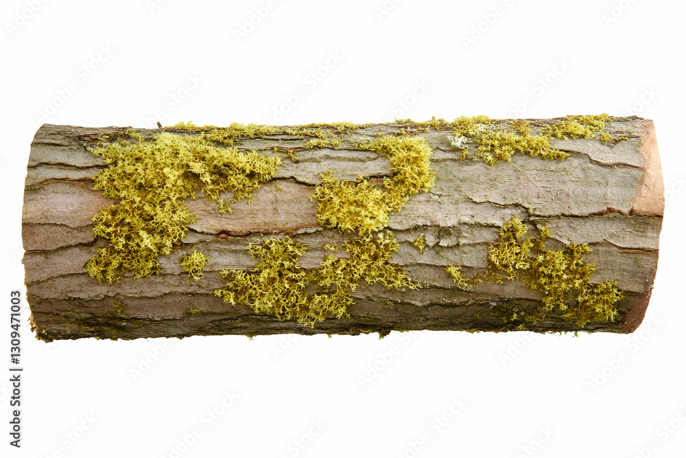 Poster moss covered log realistic image