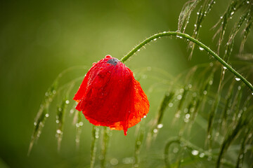 Red wet poppy flower after rain, drooping wet petals in drops