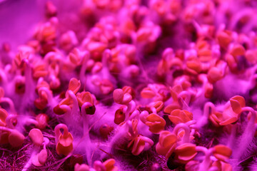 Microgreens under special ultraviolet light that stimulates the growth and development of plants in urban farming.