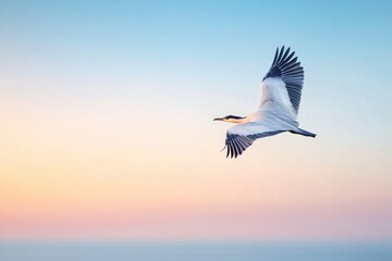Fototapeta premium large majestic bird soaring through clear blue sky at sunset its wings fully extended against warm hues leaving vast