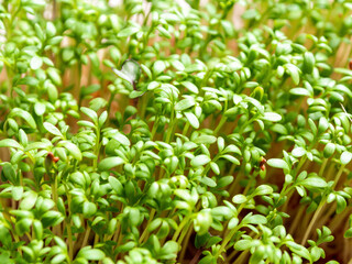 Microgreens: cultivation, benefits and macronutrients. Healthy food with high nutritional value and taste.