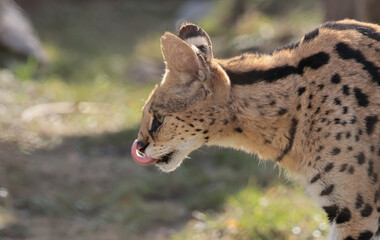 The serval (Leptailurus serval)
