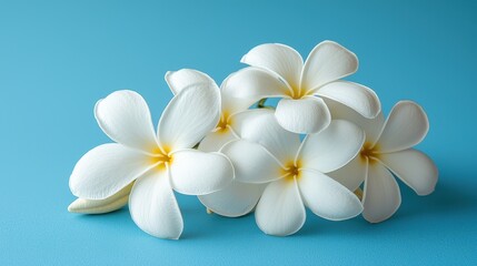 Fototapeta premium White plumeria flowers cluster on solid, serene light blue backdrop in natural light