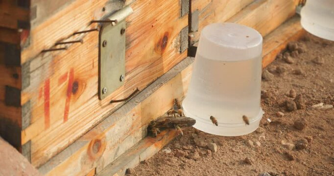 Bees collecting honey in spring beehive