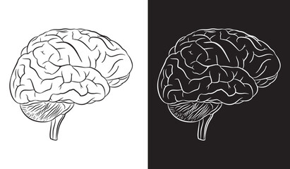 Linear drawing of black brain with white background and linear drawing of white brain with black background.