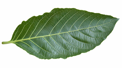 Obraz premium Close-up Green Leaf Against White