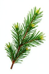 Fresh fir branch with needles isolated on white background, winter, evergreen tree, nature