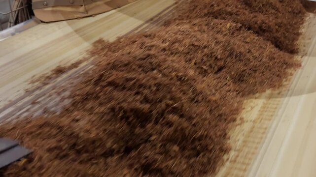 Dry fresh tobacco is move along a moving conveyor belt in a cigarette manufacturing plant. Automatic tobacco delivery system at a tobacco factory. Moment of tobacco company's work. Slow motion. 4K