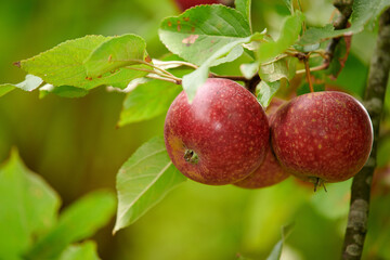 Agriculture, farm and organic with apple tree on orchard for growth, harvest or sustainability. Environment, food and nature with red fruit growing in rural countryside for agricultural industry