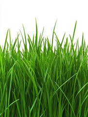 Natural, vibrant, fresh, pasture, meadow, lawn, grassy landscape, outdoor setting