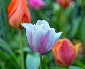 Tulip in bloom, early spring