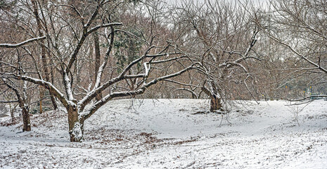 Central Park in winter , snow storm