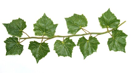Fototapeta premium Green Grapevine Branch with Leaves
