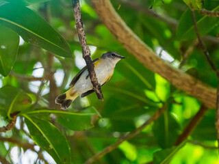 Vogel