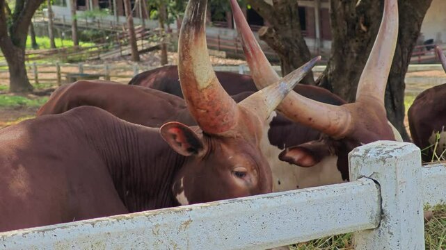 Cow zebra's smiling mouth in the zoo