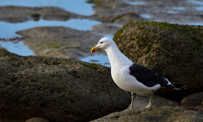 kelp gull feeding at low tide